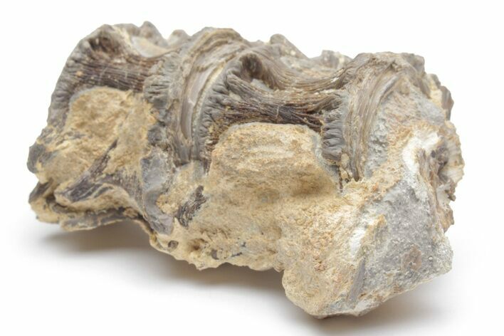 Fossil Fish (Ichthyodectes) Vertebrae - Kansas #221383